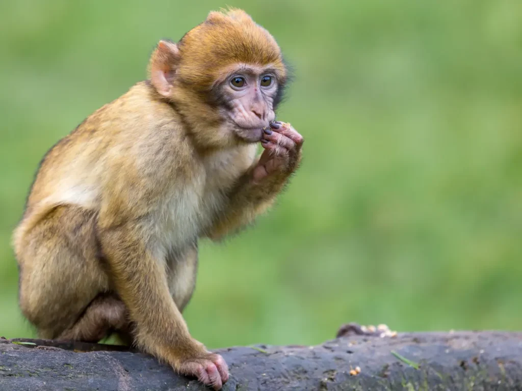 किसानको मुख्य समस्या नै बाँदर