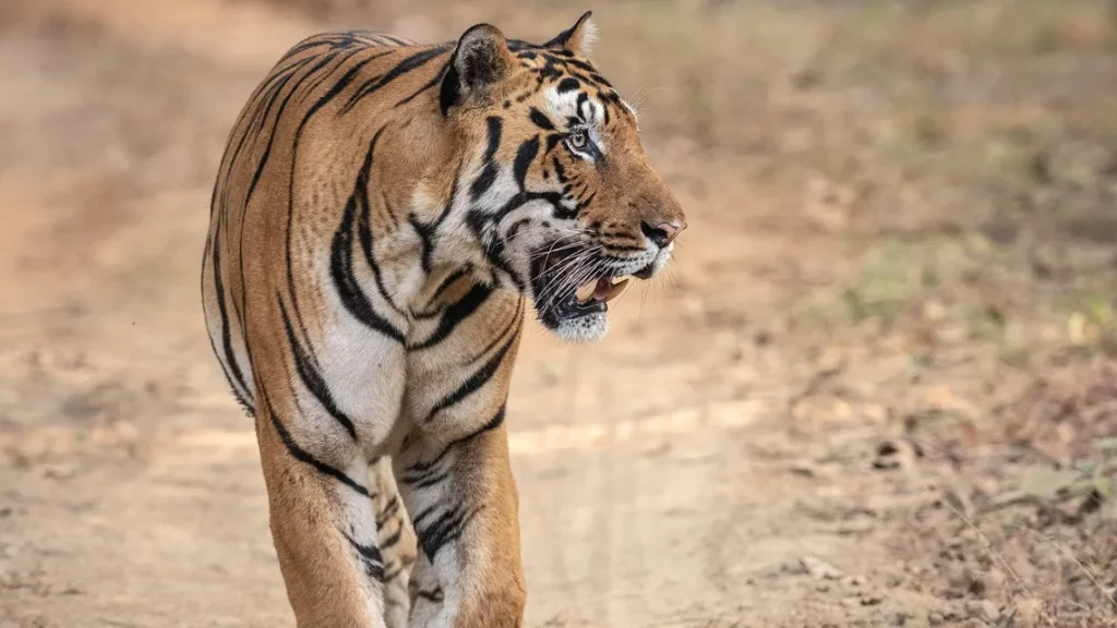 बर्दियामा बाघको आक्रमणमा परी एकको मृत्यु