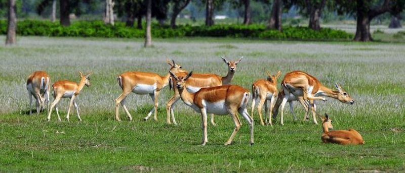 वन्यजन्तुको असफल स्थानान्तरण