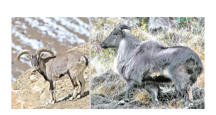 आठ नाउर, चार झारल र आठ बँदेलको सिकार अनुमति