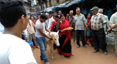 तलेजुको वाहन सेतो घोडा जात्रा सम्पन्न