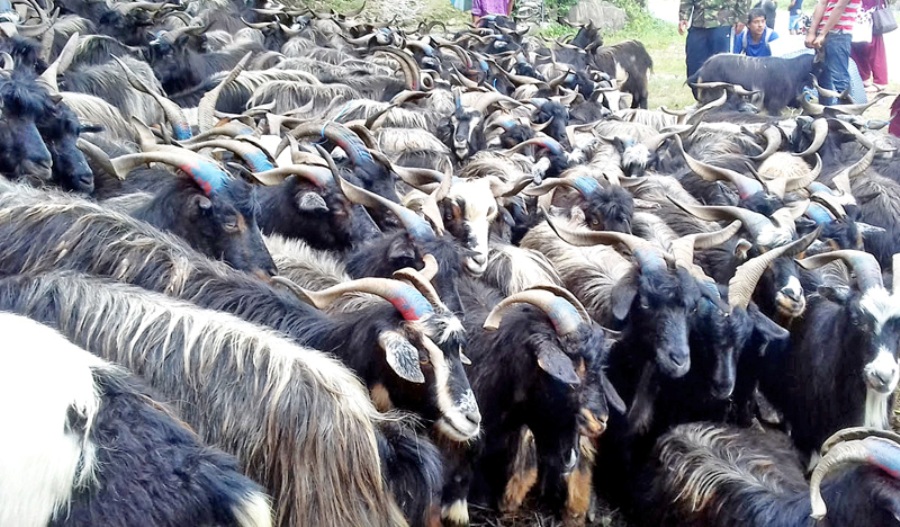 बागलुङमा भित्रिए मुस्ताङी च्याङ्ग्रा