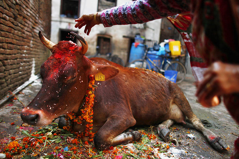 तिहारको तेस्रो दिन : आज गाई पूजा गरी मनाइँदै