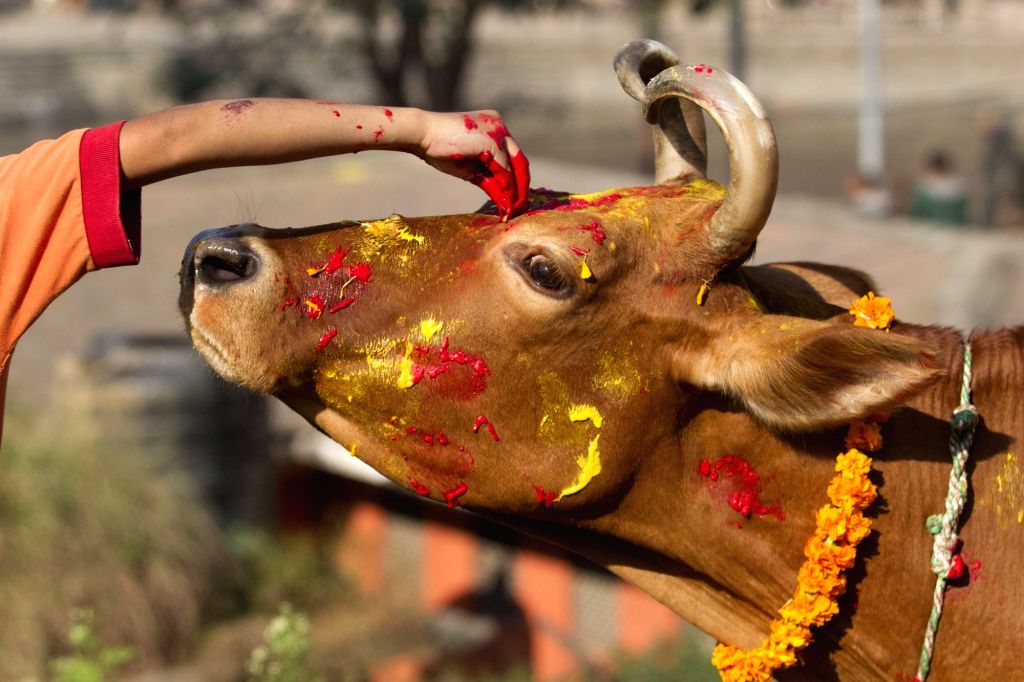 तिहारको चौँथो दिन : आज गोवर्द्धन पूजा