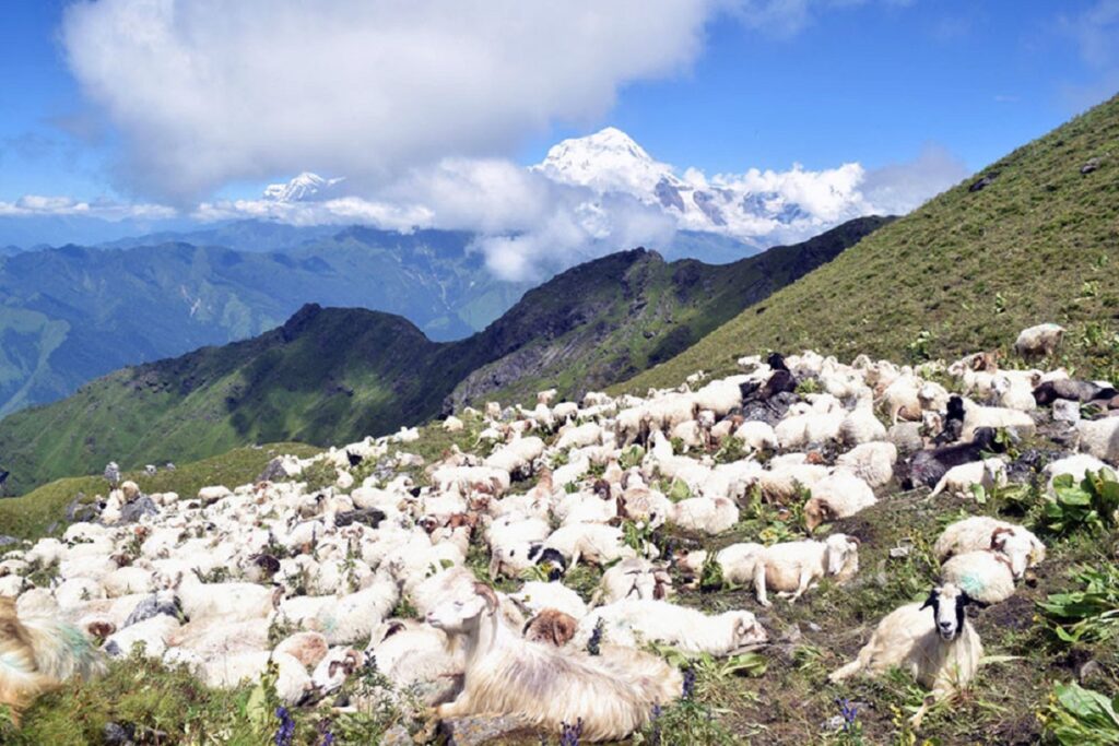 चिसो छल्न बेँसी झर्दै भेडाका बथान