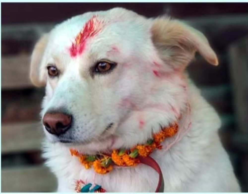 कुकुर तिहार पनि आजै