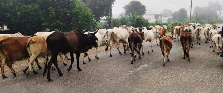 सन्दर्भः विश्व पशुपन्छी दिवस