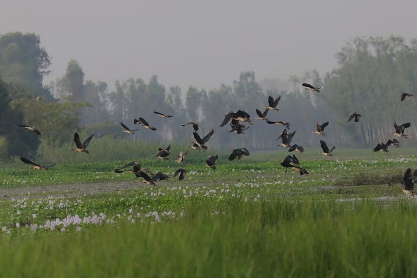 चितवनमा ओईरिए आगन्तुक चरा