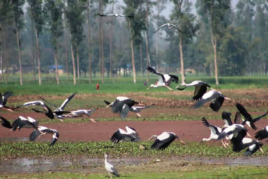 ताल तथा सीमसार क्षेत्रमा पाइने चराको अस्तित्व खतरामा